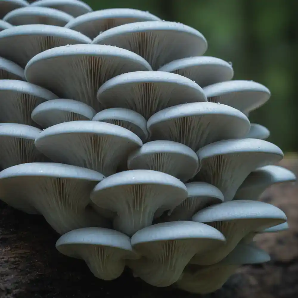 Large cluster of fresh oyster mushrooms