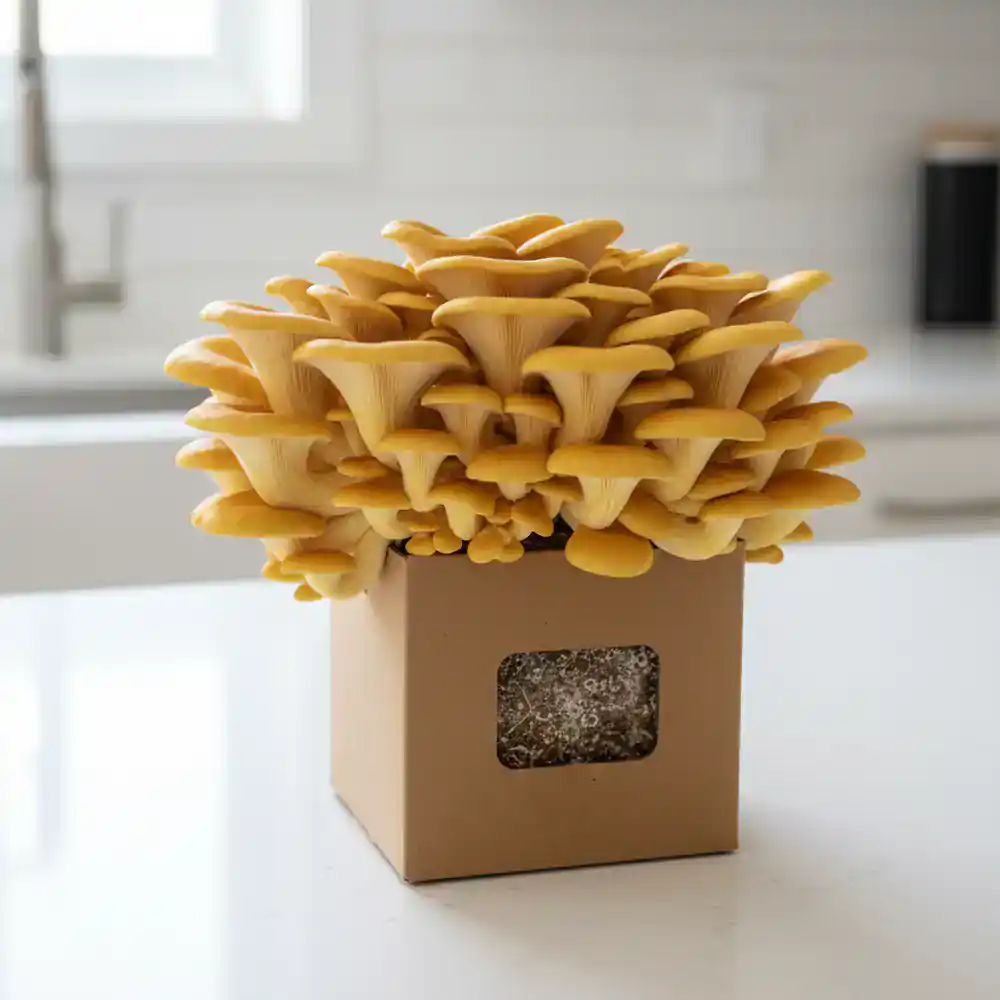 Gourmet mushrooms flourishing in a grow kit