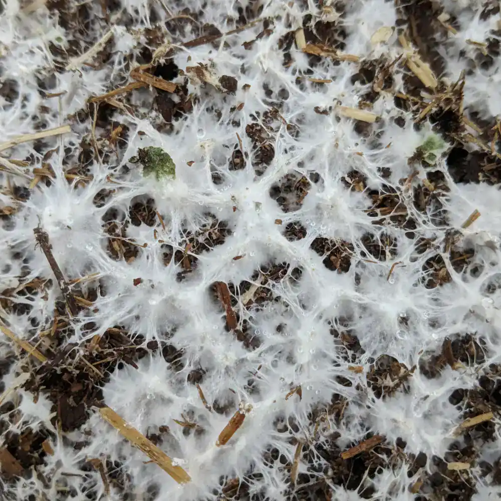 Organic mushroom substrate with white mycelium