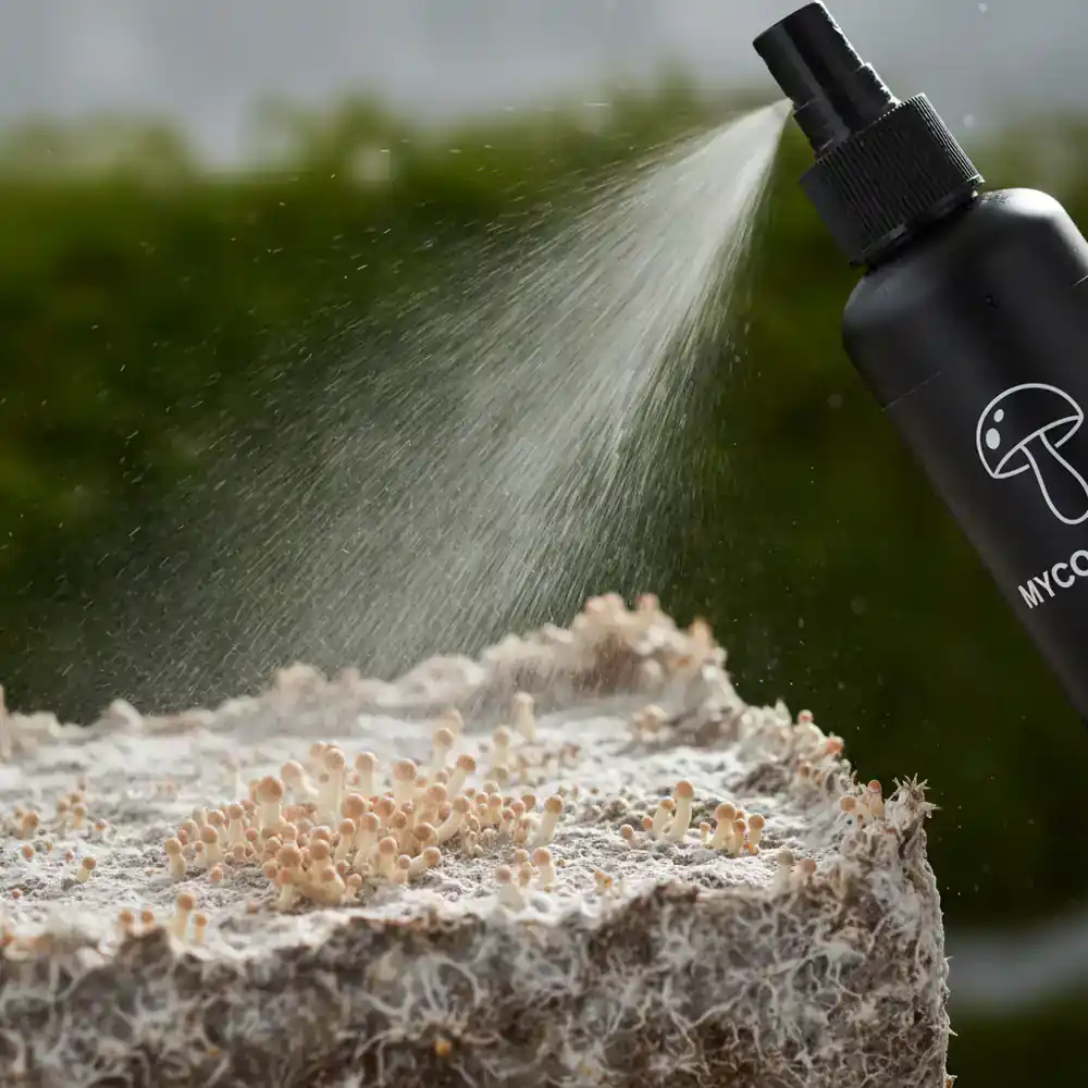 Spraying water on a mushroom grow kit